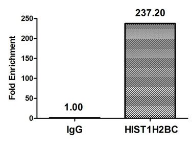 Acetyl-HIST1H2BC (K20) Antibody
