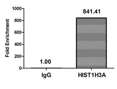 Acetyl-HIST1H3A (K27) antibody