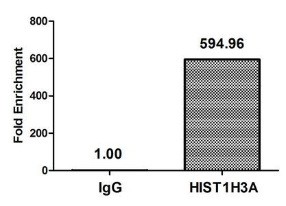 Acetyl-HIST1H3A (K36) antibody