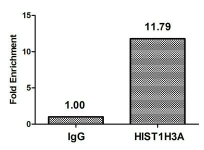 Acetyl-HIST1H3A (T22) antibody