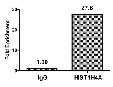 Acetyl-HIST1H4A (K12) antibody