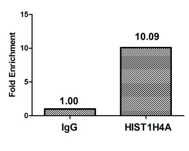 Acetyl-HIST1H4A (K16) antibody
