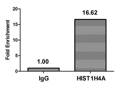 Acetyl-HIST1H4A (K31) antibody