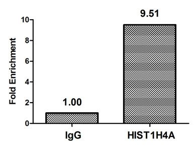 Acetyl-HIST1H4A (K5) antibody
