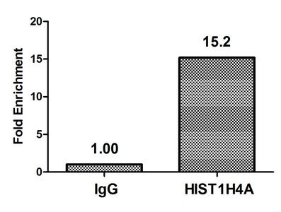 Acetyl-HIST1H4A (K8) antibody