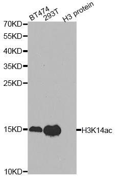 Acetyl-Histone H3-K14 antibody