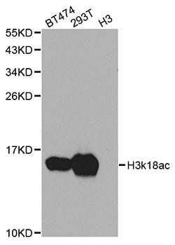 Acetyl-Histone H3-K18 antibody