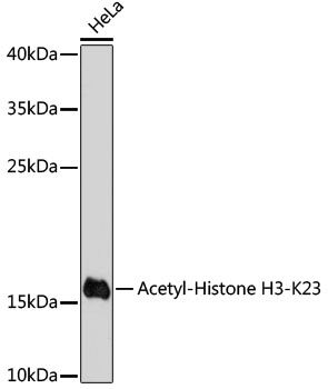 Acetyl-Histone H3-K23 antibody