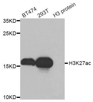 Acetyl-Histone H3-K27 antibody