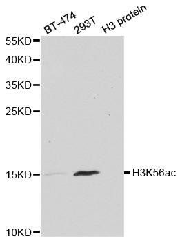 Acetyl-Histone H3-K56 antibody