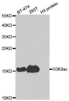 Acetyl-Histone H3-K9 antibody