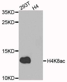 Acetyl-Histone H4-K8 antibody