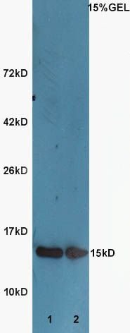Acetyl-Histone H3 (K9) antibody