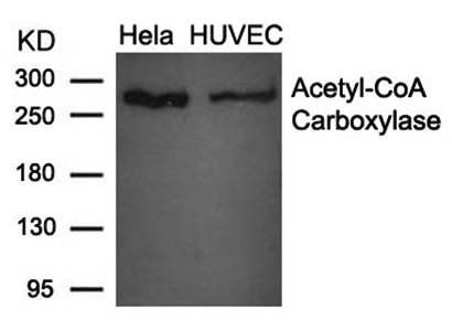 Acetyl-CoA Carboxylase (Ab-79) Antibody
