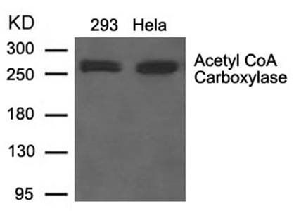 Acetyl CoA Carboxylase Antibody