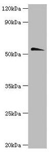 Acetylcholine R subunit alpha antibody