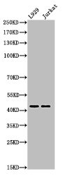 Acetyl-E2F4 (K96) Antibody