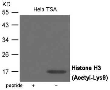 Acetyl-Histone H3 (Lys9) Antibody