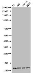 Acetyl-Histone H4 (K16) Antibody