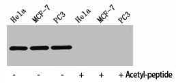 Acetyl-Histone H4 (K8) antibody