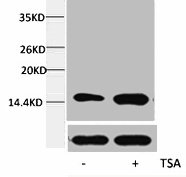 Acetyl-Histone H4 (Lys12) antibody