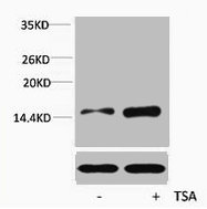 Acetyl-Histone H4 (Lys16) antibody