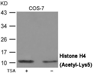 Acetyl-Histone H4 (Lys5) antibody