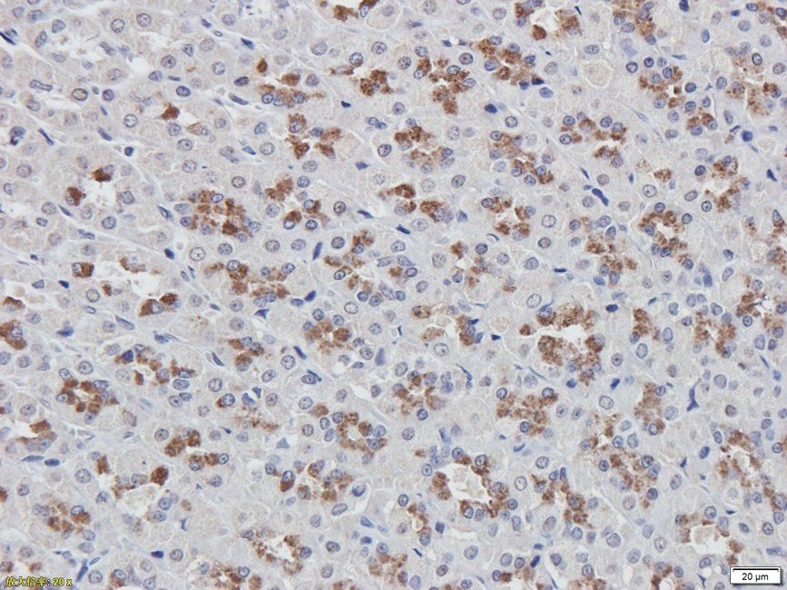 Acetylhydrolase PAF Rabbit Polyclonal Antibody