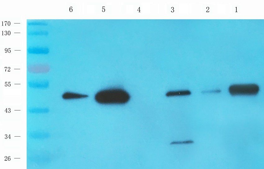 Acetylhydrolase PAF Rabbit Polyclonal Antibody
