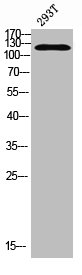 Acetyl-NRIP1 (Lys158) Antibody