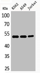 Acetyl-TUBA1A (K352) antibody