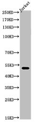 Acetyl-TUBA1A (K40) Antibody