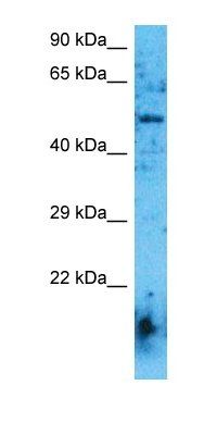 ACHA6 antibody