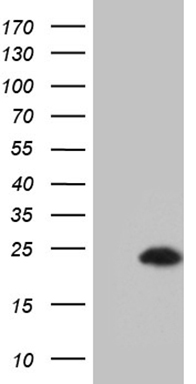 Achaete scute homolog 3 (ASCL3) antibody