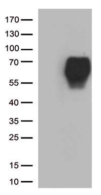 Achaete scute homolog 3 (ASCL3) antibody