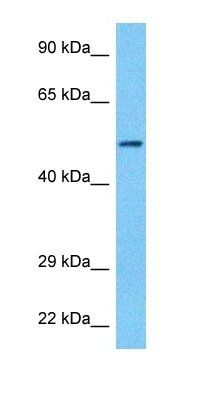 ACHB antibody