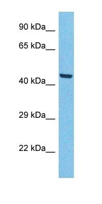 ACHB3 antibody