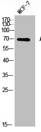 ACHE antibody