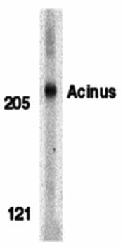 Acinus Antibody