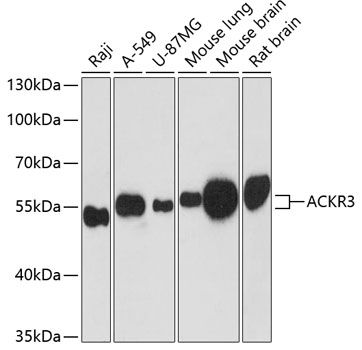 ACKR3 antibody