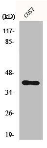 ACKR3 antibody