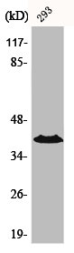 ACKR4 antibody