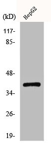 ACKR4 antibody