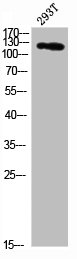 ACLY Antibody