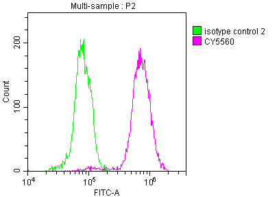 ACLY Recombinant Monoclonal Antibody