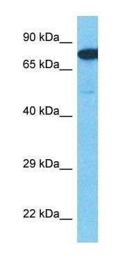 ACM3 antibody