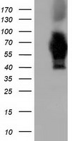 Aconitase 2 (ACO2) antibody