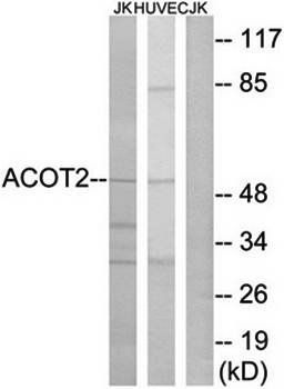 ACOT2 antibody