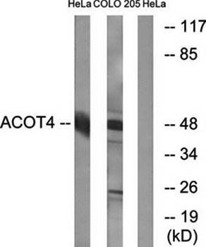 ACOT4 antibody