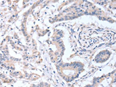 ACOT9 antibody